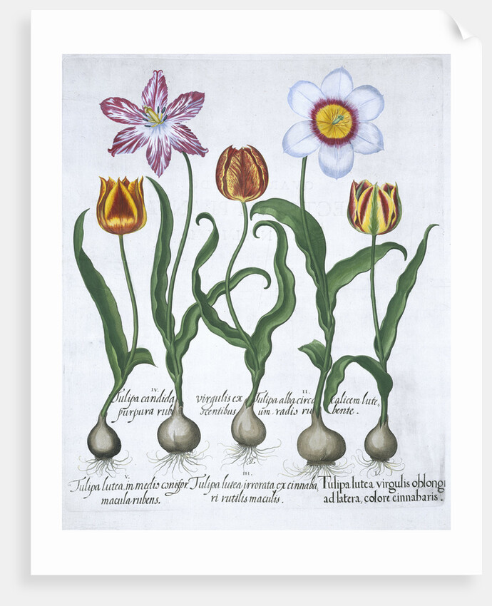Five tulips by Anonymous