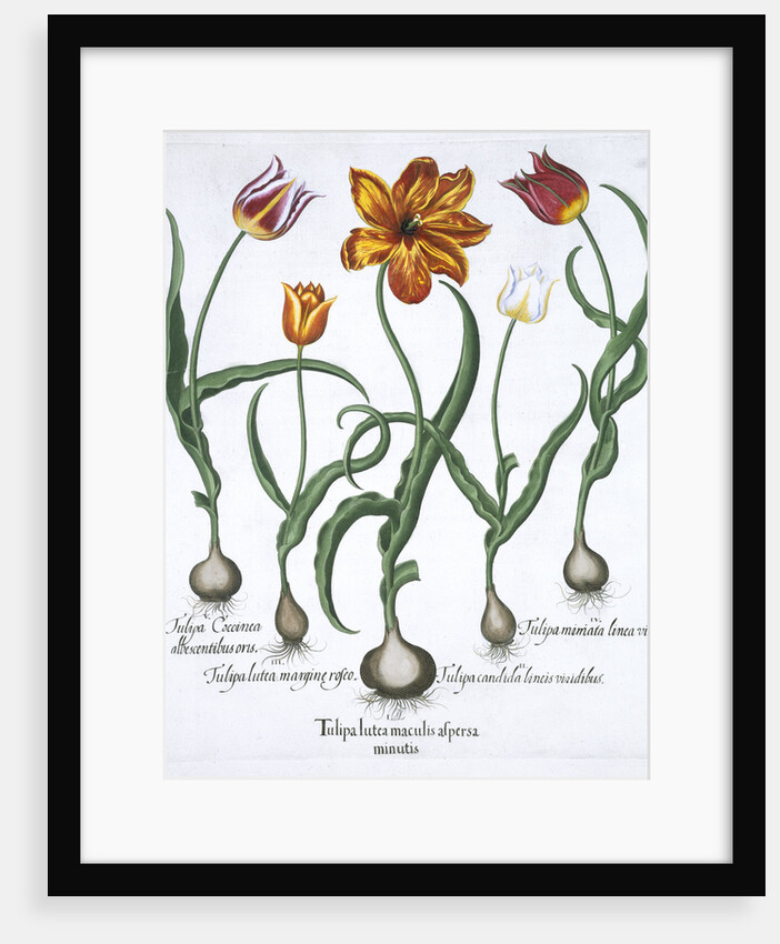 Five tulips by Anonymous