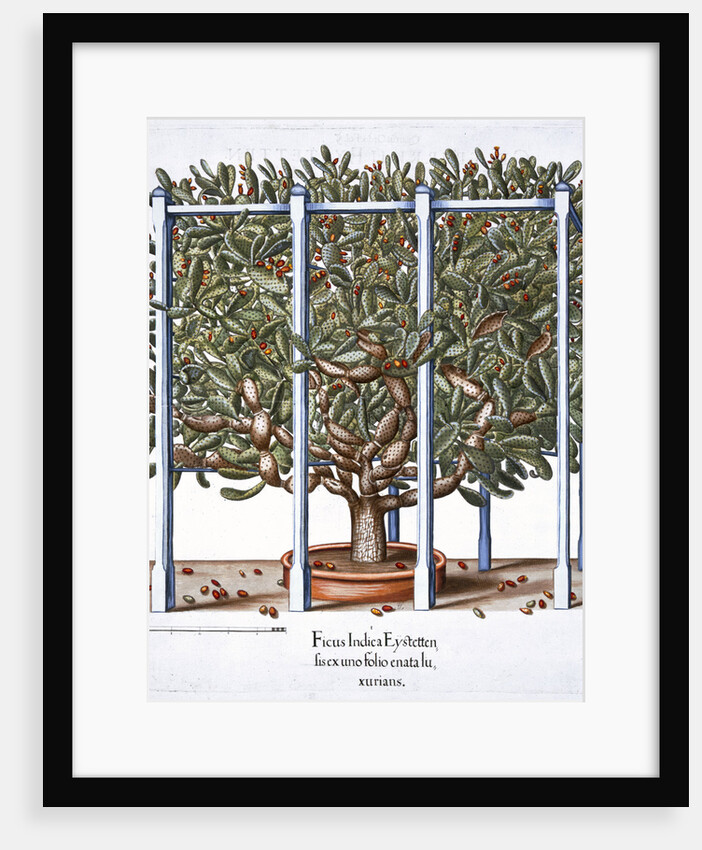Ficus indica eytettensis by Anonymous