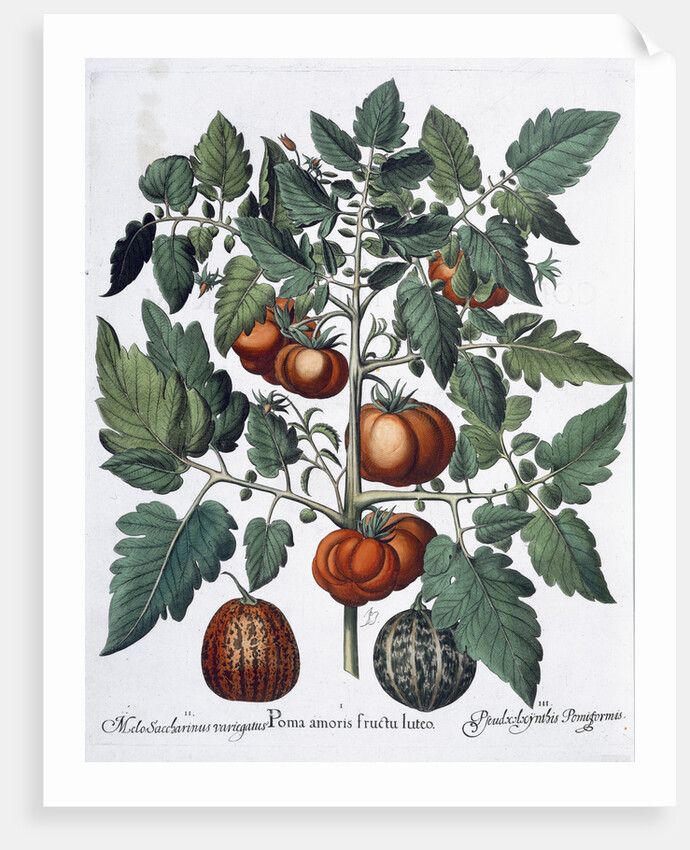 Tomatoes and melons by Anonymous