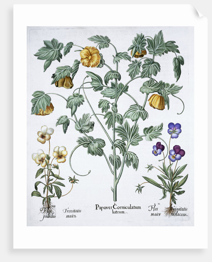 Yellow Horned Poppy by Anonymous