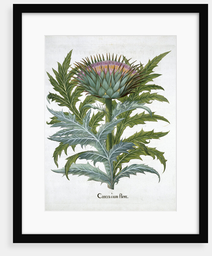 Cardoon by Anonymous