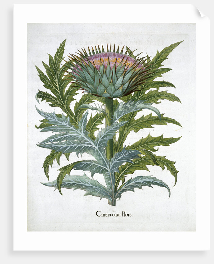 Cardoon by Anonymous