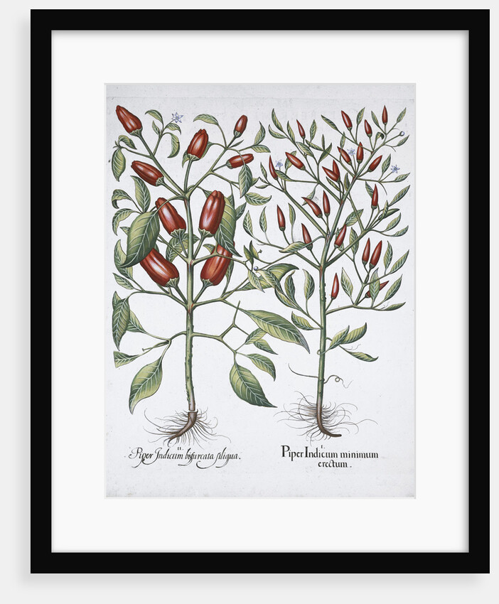 Chilli pepper plants by Anonymous