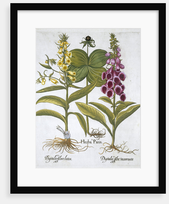 Herb Paris (Solanum quadrifolium), Common Foxglove (Digitalis Purpurea) Large Yellow Foxglove by Anonymous