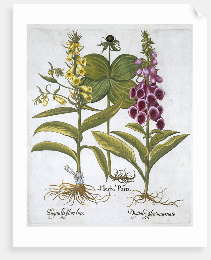 Herb Paris (Solanum quadrifolium), Common Foxglove (Digitalis Purpurea) Large Yellow Foxglove by Anonymous
