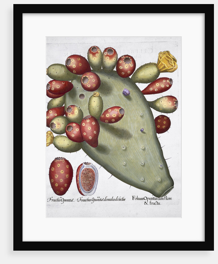 Folium Opuntia by Anonymous