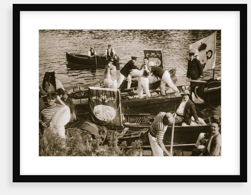 Swan upping on the Thames by Anonymous