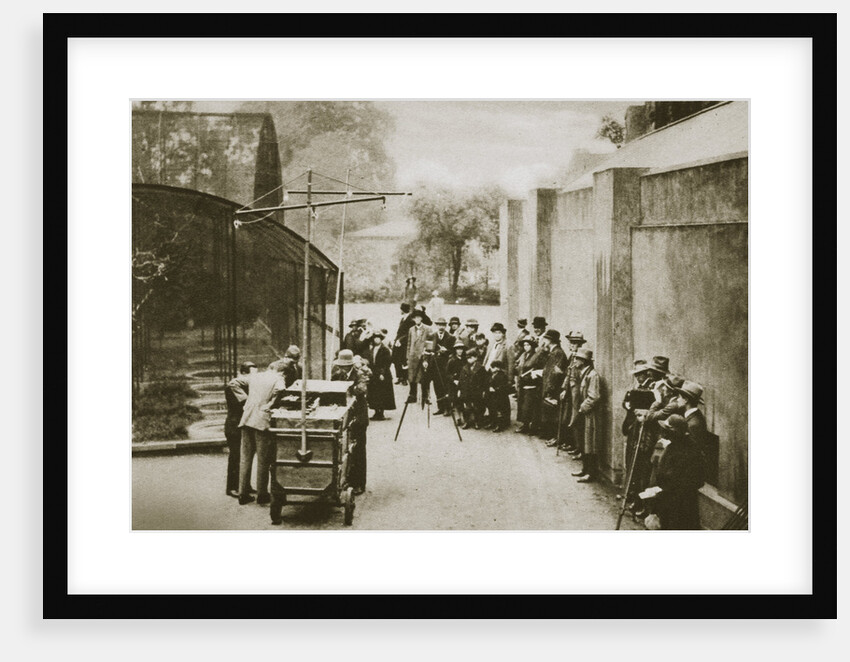 BBC broadcast from the aviary at London Zoo by Anonymous