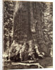 Base of the Grizzly Giant, Giant Sequoia tree, Yosemite by Carleton Emmons Watkins