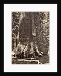 Base of the Grizzly Giant, Giant Sequoia tree, Yosemite by Carleton Emmons Watkins