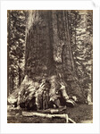 Base of the Grizzly Giant, Giant Sequoia tree, Yosemite by Carleton Emmons Watkins