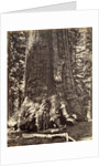 Base of the Grizzly Giant, Giant Sequoia tree, Yosemite by Carleton Emmons Watkins