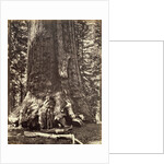 Base of the Grizzly Giant, Giant Sequoia tree, Yosemite by Carleton Emmons Watkins