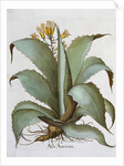 American Aloe (Aloe Americana) by Anonymous