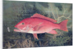 Red Snapper by SA Kilourne