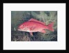 Red Snapper by SA Kilourne