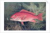 Red Snapper by SA Kilourne