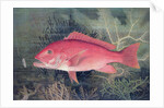 Red Snapper by SA Kilourne