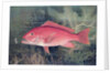 Red Snapper by SA Kilourne