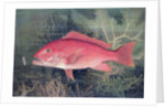 Red Snapper by SA Kilourne