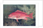 Red Snapper by SA Kilourne