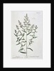 Tarragon by Elizabeth Blackwell