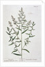 Tarragon by Elizabeth Blackwell