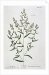 Tarragon by Elizabeth Blackwell