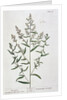 Tarragon by Elizabeth Blackwell