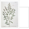 Tarragon by Elizabeth Blackwell