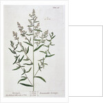 Tarragon by Elizabeth Blackwell