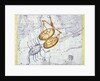 Constellation of Libra by Anonymous