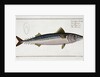 Mackerel (Scomber Scomber) by Gabriel Bodenehr I