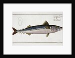 Mackerel (Scomber Scomber) by Gabriel Bodenehr I