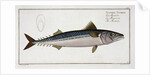 Mackerel (Scomber Scomber) by Gabriel Bodenehr I