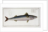 Mackerel (Scomber Scomber) by Gabriel Bodenehr I