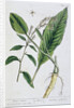 Horseradish by Elizabeth Blackwell
