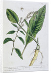 Horseradish by Elizabeth Blackwell