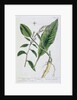 Horseradish by Elizabeth Blackwell