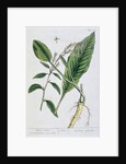 Horseradish by Elizabeth Blackwell