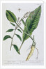 Horseradish by Elizabeth Blackwell