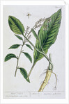 Horseradish by Elizabeth Blackwell