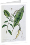 Horseradish by Elizabeth Blackwell