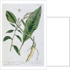 Horseradish by Elizabeth Blackwell
