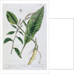 Horseradish by Elizabeth Blackwell