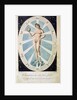 The female form with astrological symbols by Anonymous