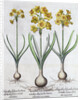 Narcissus by Anonymous