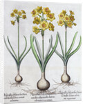 Narcissus by Anonymous