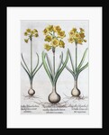 Narcissus by Anonymous